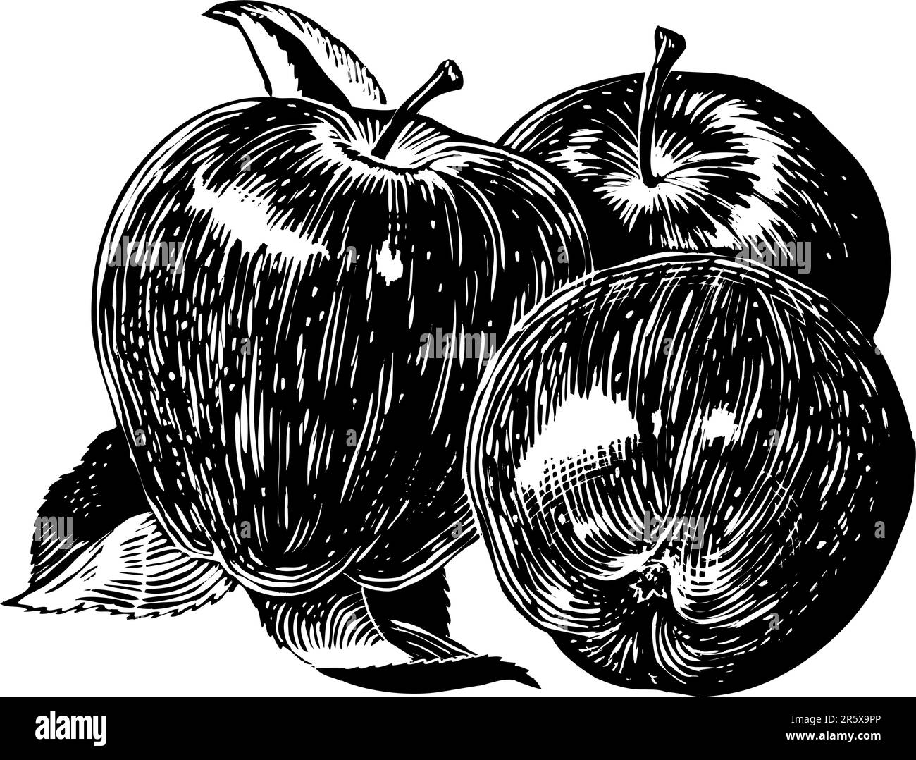 Äpfel im Vintage 1950er-Stil. Detailgetreue Schwarzweiß-Aufnahmen aus authentischem, handgezeichnetem Scratchboard. Stock Vektor