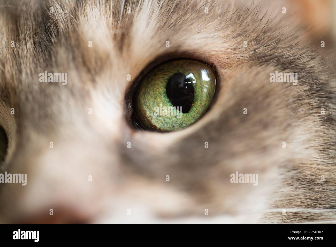 Makrofoto einer häuslichen Kurzhaar-verdünnten Torbie-Haus-Katze mit grüner Iris und erweiterter Pupille Stockfoto