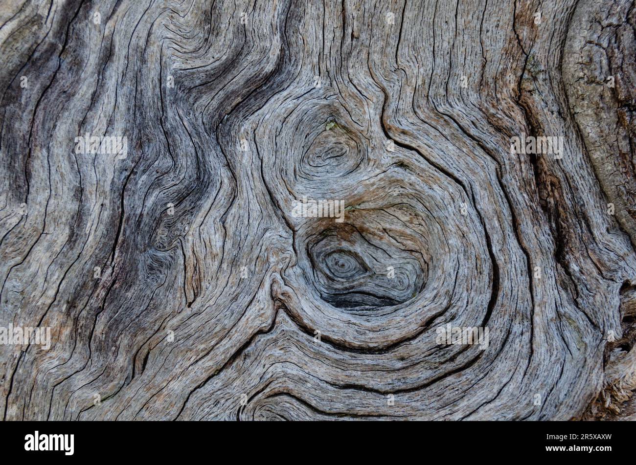 Holzmaserung und Schönheit als Hintergrund. Wunderschönes natürliches Holzmuster, ausgezeichnete Kulisse. Rustikale und alte, raue und strukturierte Details. Stockfoto
