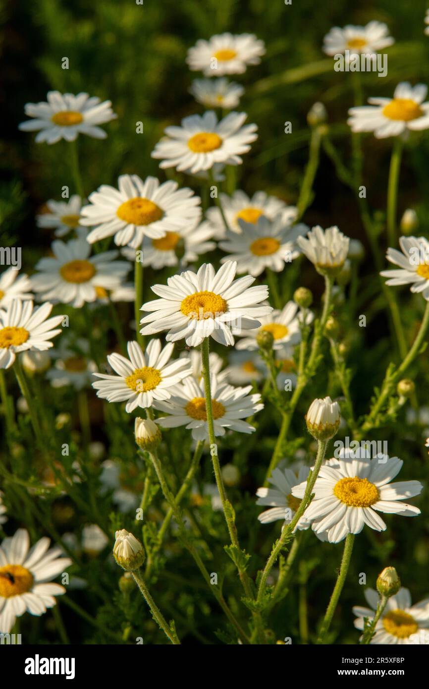 Kamillenblüten (Matricaria recutita) blühen im Sommer auf einer Wiese. Kamille steht auf dem Feld. Selektiver Fokus. Stockfoto