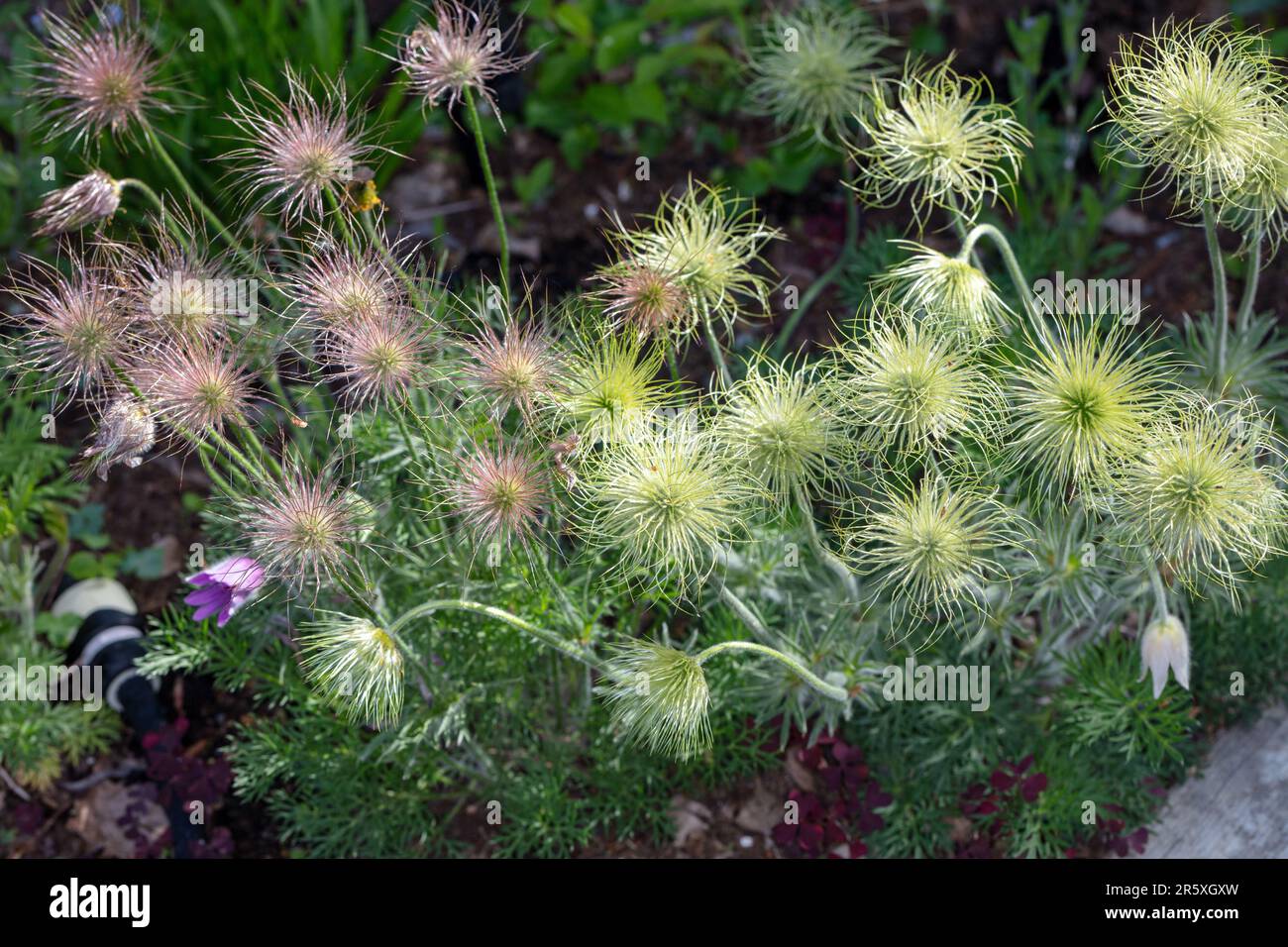 'Alba' Pasque flower, Backsippa, (Pulsatilla vulgaris) Stockfoto