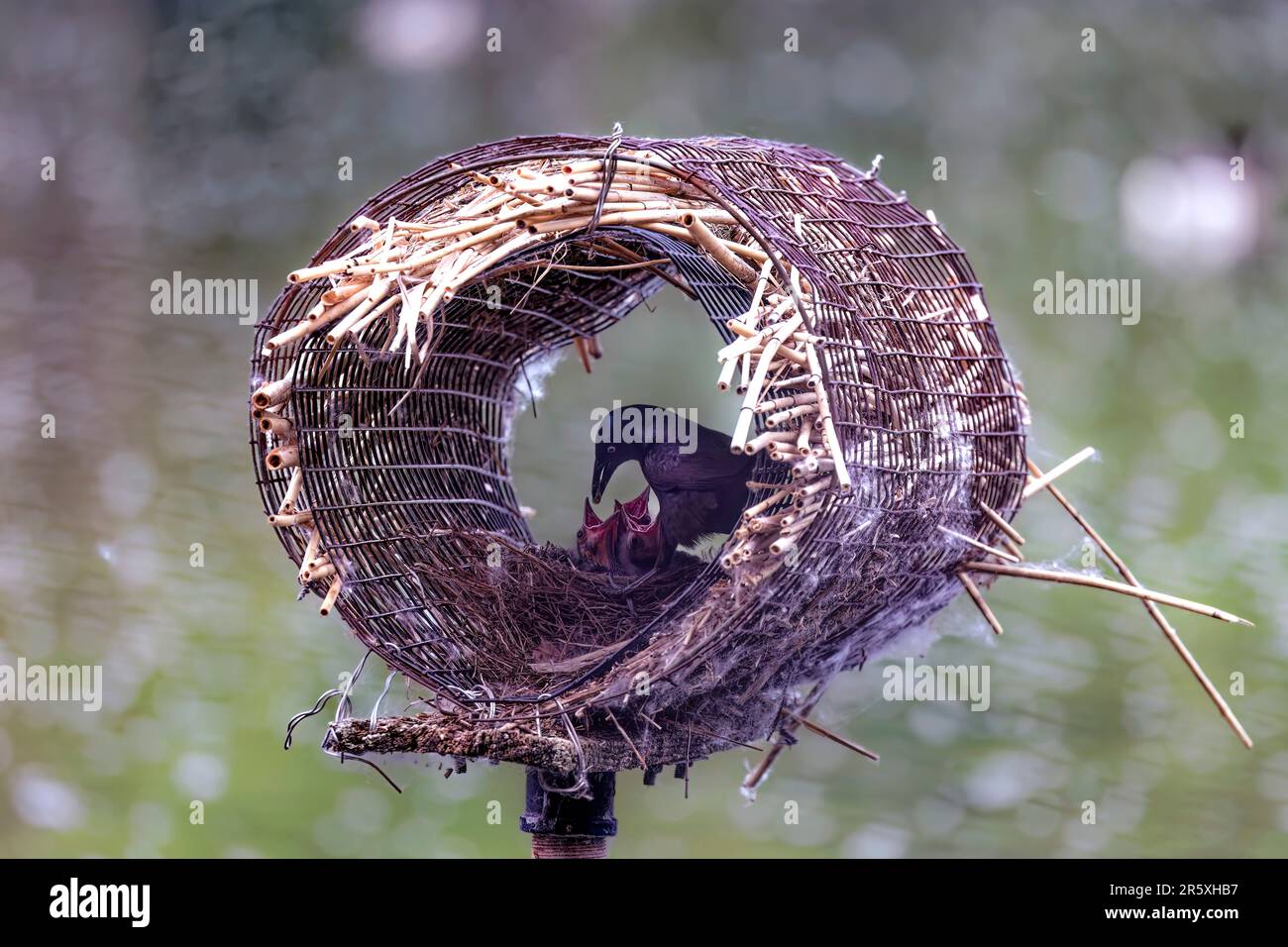 Gewöhnliches Gräschennestern in einem künstlichen Entennest. Ausgewachsener Grackle Bird beim Füttern junger Tiere in einem Nest Stockfoto