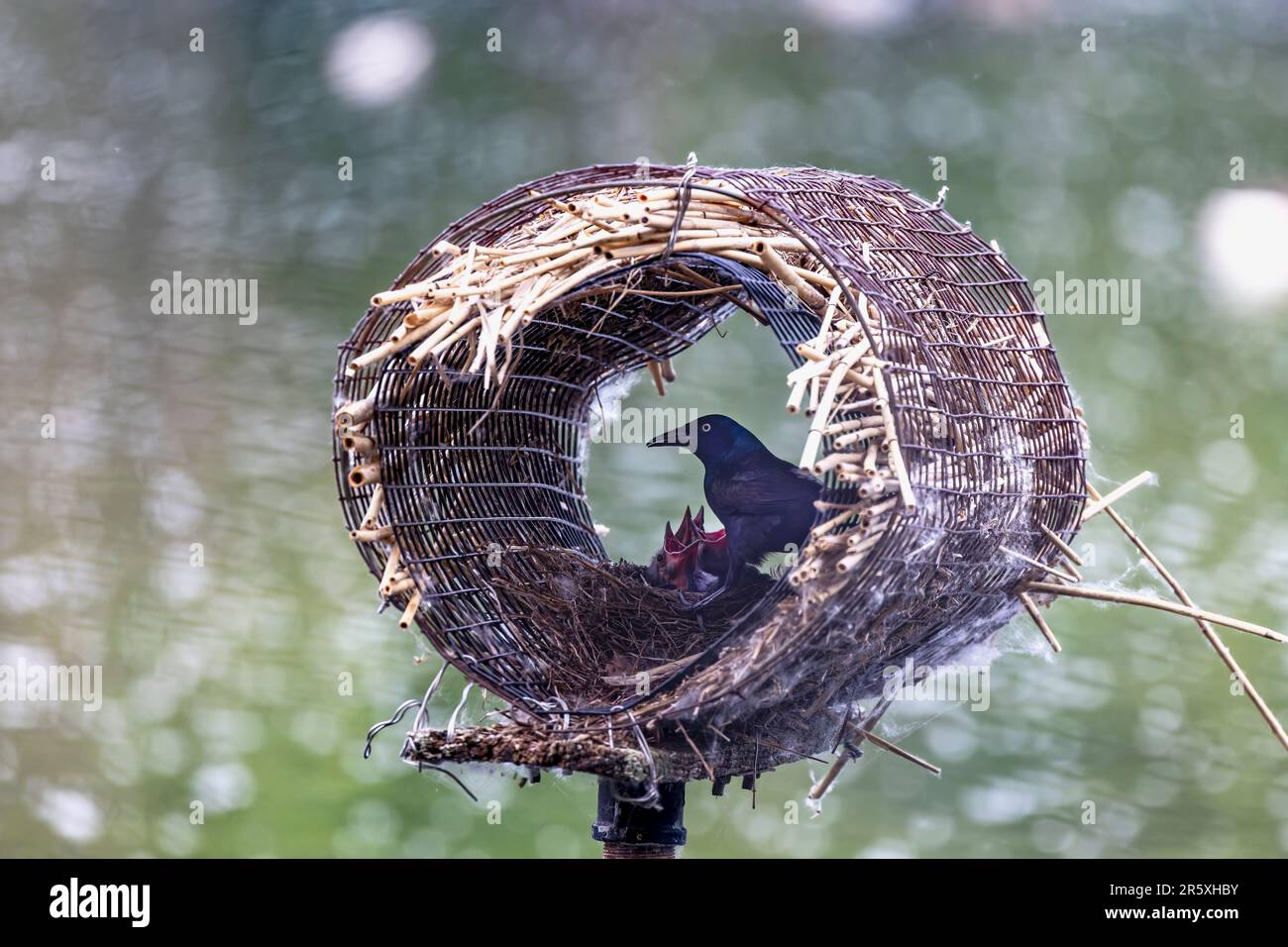 Gewöhnliches Gräschennestern in einem künstlichen Entennest. Ausgewachsener Grackle Bird beim Füttern junger Tiere in einem Nest Stockfoto