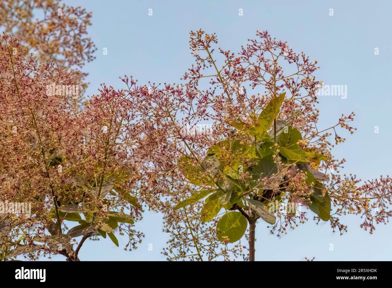 Junge Dame - Räucherbusch (Cotinus coggygria) Rhus cotinus, der europäische Räucherbaum, eurasischer Räucherbaum, Rauchbaum, Raucherbusch, Venezianische Sumach Stockfoto