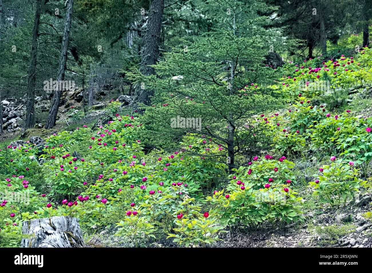 Wilde Pfingstrosen (Paeonia arietina) entlang der Lykischen Straße, Antalya, Türkei Stockfoto