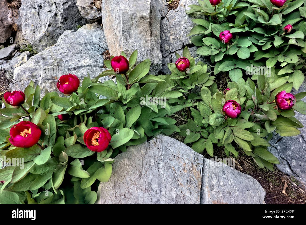 Wilde Pfingstrosen (Paeonia arietina) entlang der Lykischen Straße, Antalya, Türkei Stockfoto