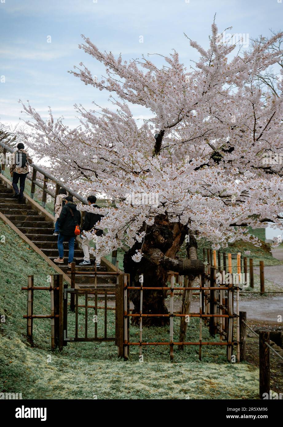 Hakodate Japan 26 April 2023 Kirschbl ten In Voller Bl te Im hakodate-japan-26-april-2023-kirschbl-ten-in-voller-bl-te-im