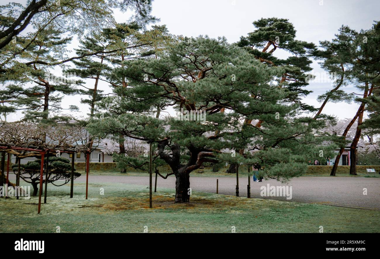 Alte Kiefern im alten Schloss Goryokaku in Hakodate, Hokkaido, Japan. Stockfoto