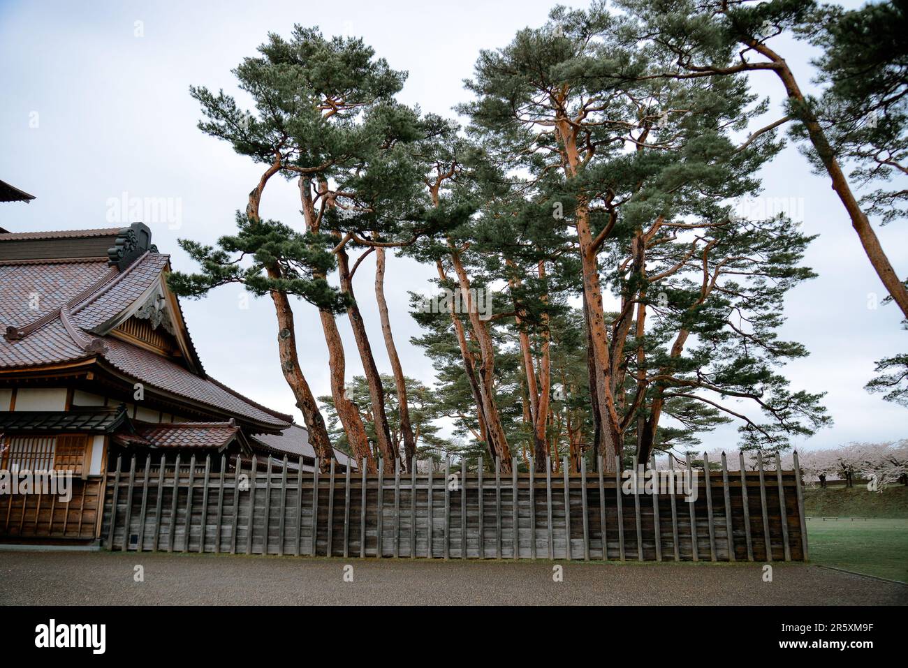 Alte Kiefern im alten Schloss Goryokaku in Hakodate, Hokkaido, Japan. Stockfoto