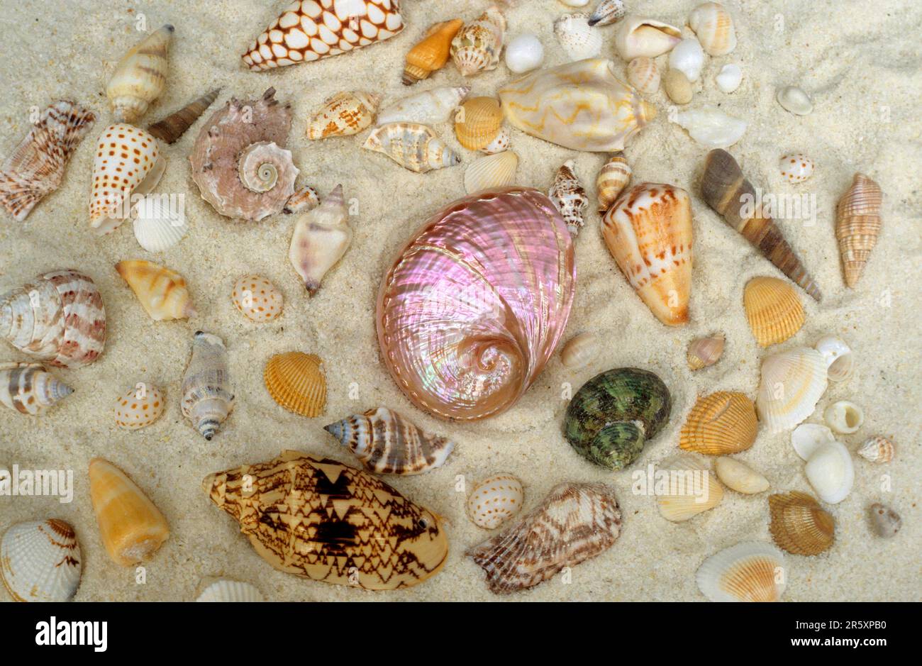Verschiedene Muscheln im Sand, Sandstrand Stockfoto