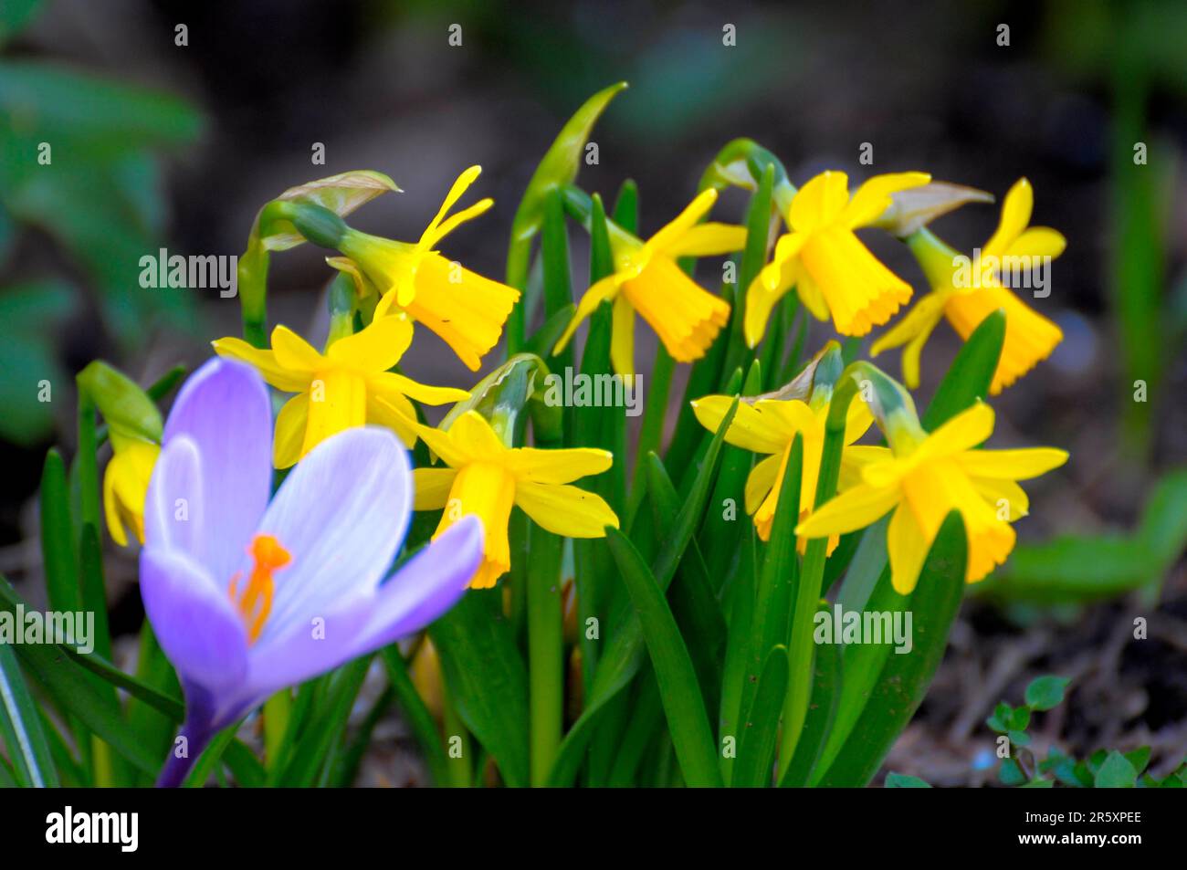 Krokus mit Narzissen im Garten, gelbe Narzissen (Narzissen