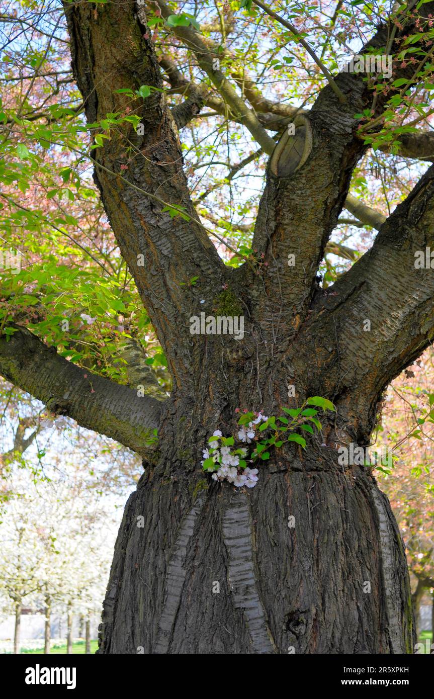 Schwetzingen, im Frühjahr, japanische Kirschbaumblüte, Bergkirsche, Orientalische Kirsche, Ostasiatische Kirsche (Prunus serrulata) Stockfoto