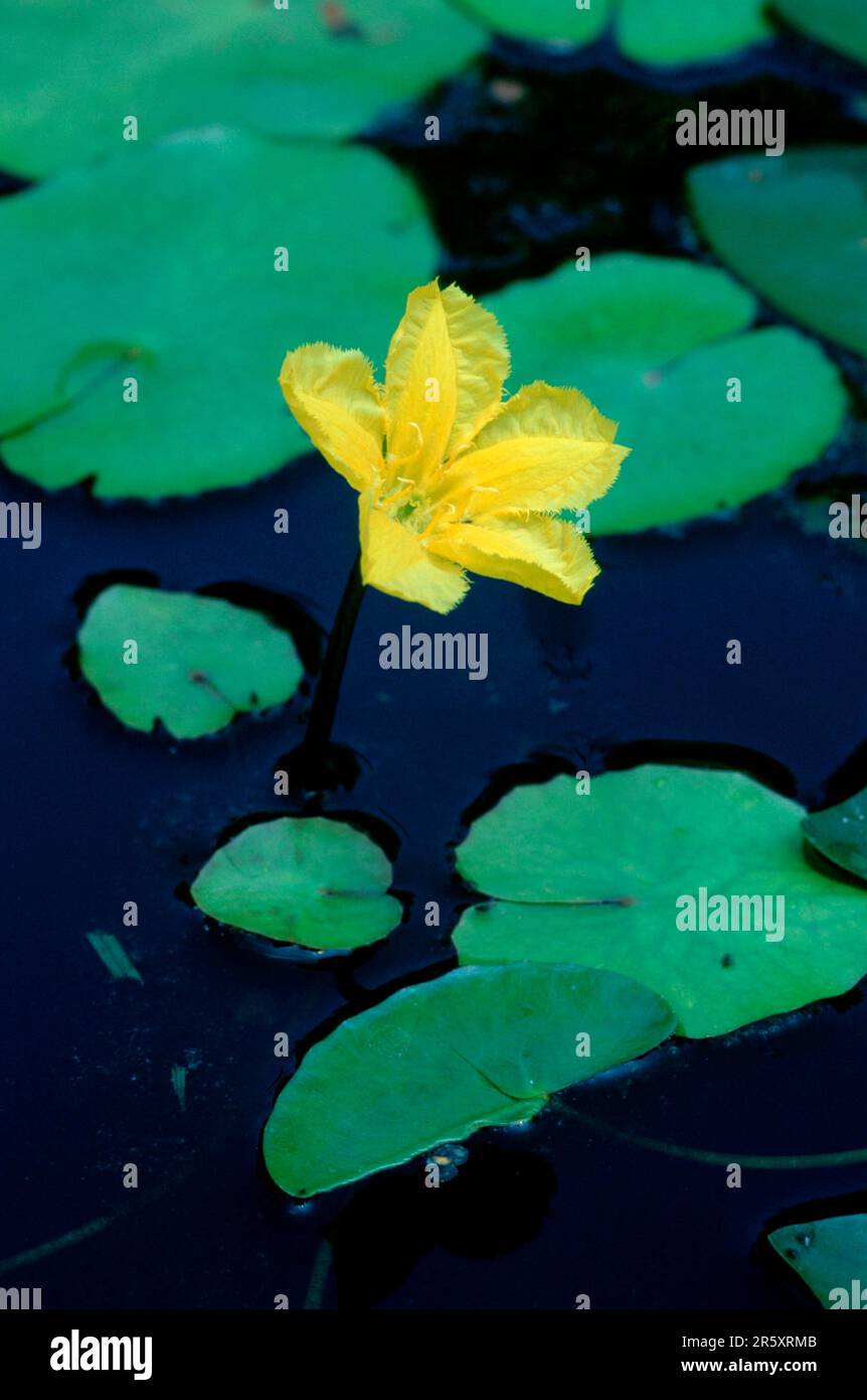 Fringed Water-Lily (Nymphoides peltata), Deutschland Stockfoto