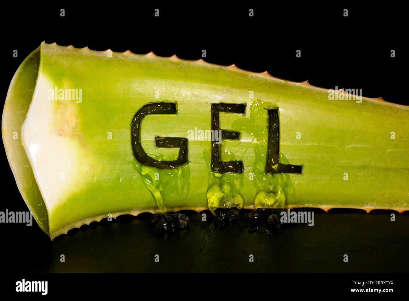 Das Wort GEL wurde in echte Aloe Veras (Aloe Vera) gehauen und das Gel ist leer, Studioaufnahme mit schwarzem Hintergrund Stockfoto