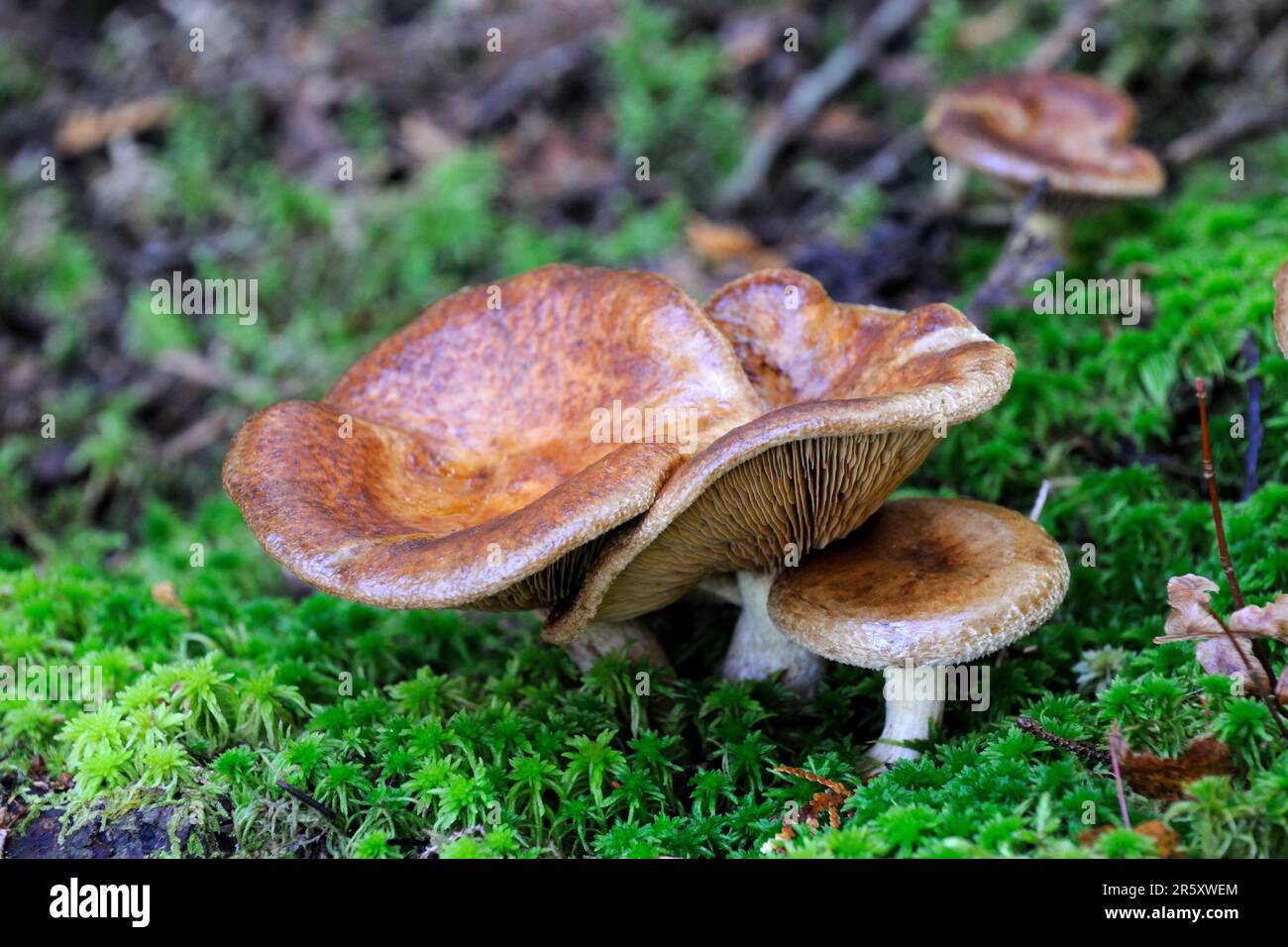 Pilze, Nationalpark La Mauricie, Quebec, Kanada (Russula abietina) Stockfoto