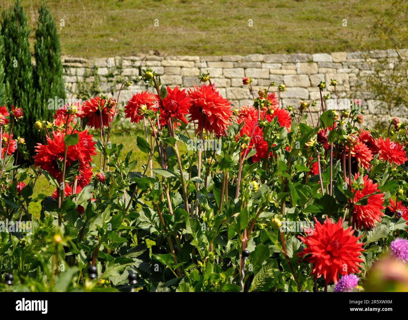 Bodensee, Dahlia, Hybrid, Jewel Dahlia Stockfoto