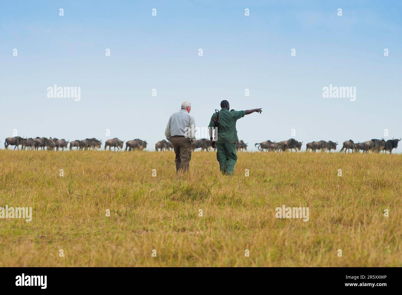 Safari, Tourist mit Ranger vor weißbärtigen Gnus, östlicher weißbärtiger Gnus (Connochaetes taurinus albojubatus), Gnus Stockfoto