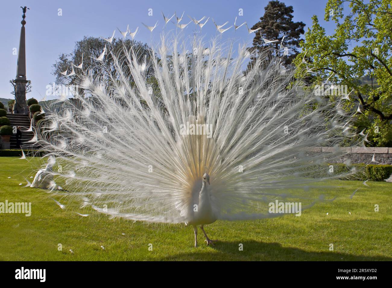 Peacock, männlich, weiß, Palazzo Borromeo, Insel Isola Bella, Borromäische Inseln, Piemont, Italien (Pavo cristatus) Stockfoto