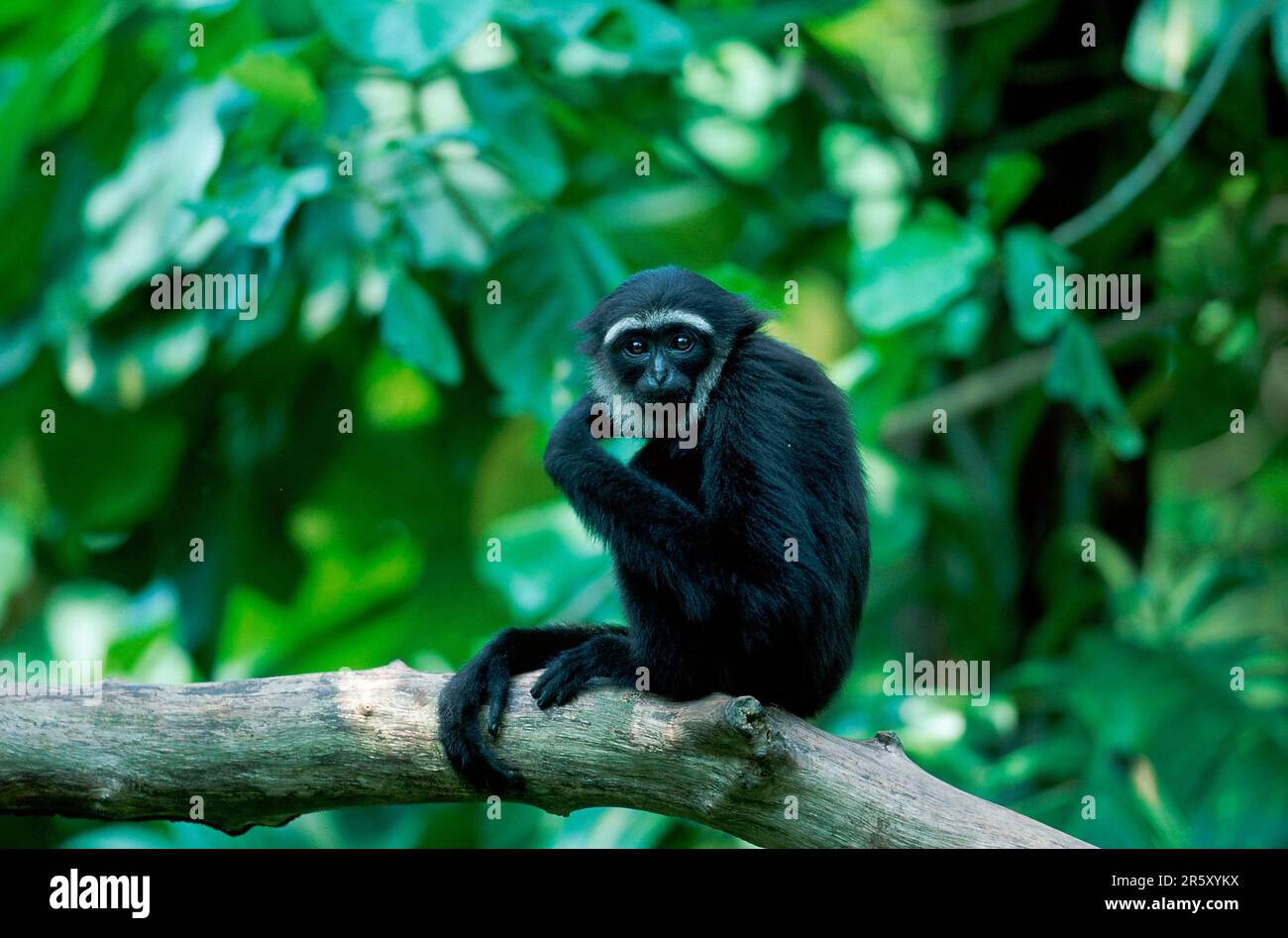 Dunkelhändiger Gibbon (Hylobates agilis) Stockfoto