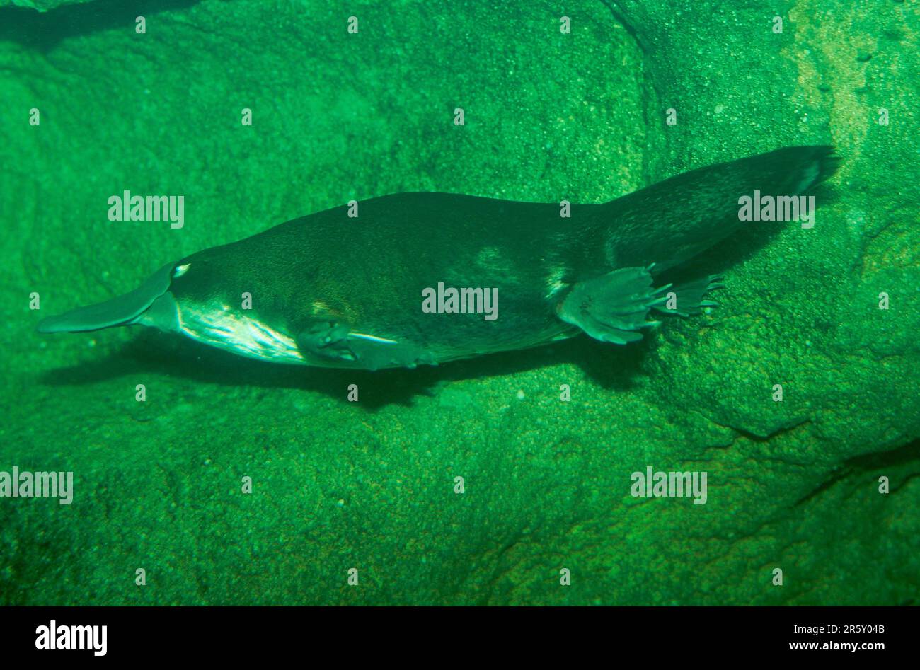 Glattnackenmakrele (Ornithorhynchus anatinus) Stockfoto