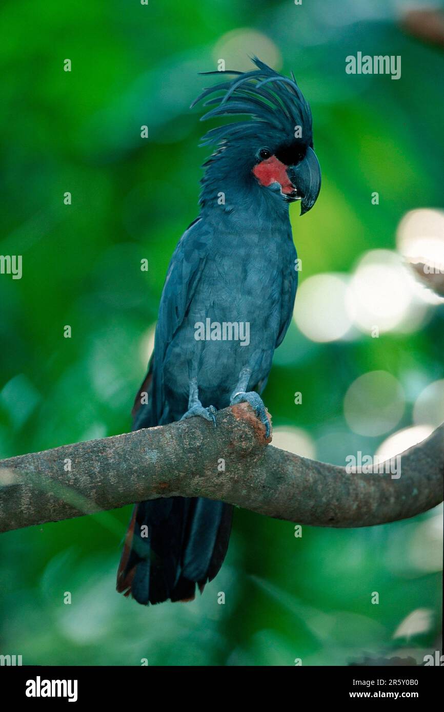 Palmkakadu (Probosciger atterimus) Stockfoto