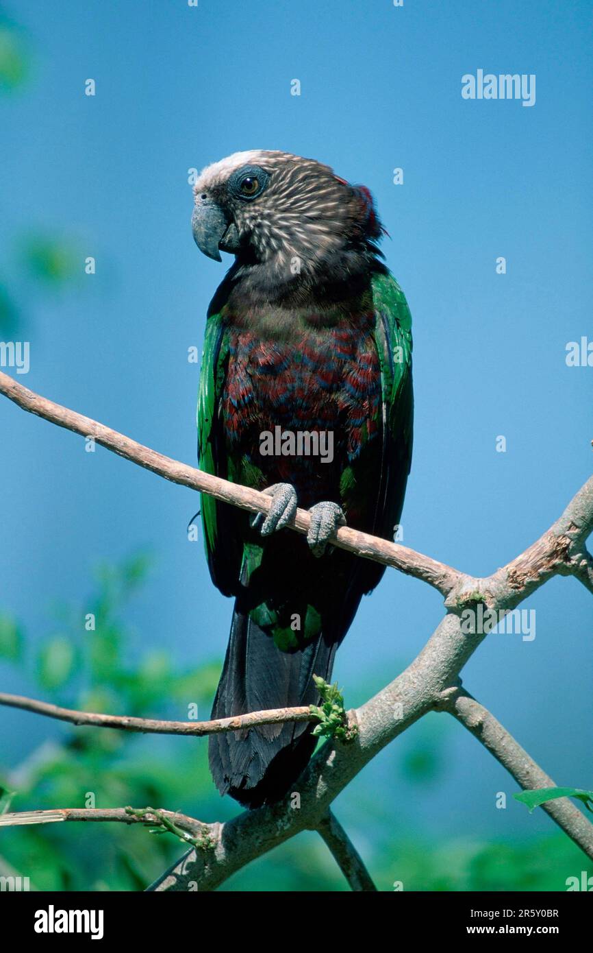 Hawk-Papagei (Deroptyus accipitrinus) Stockfoto