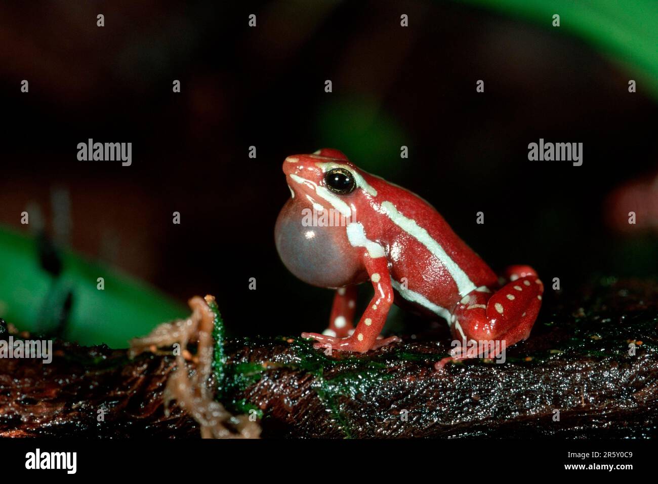 Giftspfeil Frosch, ruft (Epipedobates Tricolor) (Dendrobates Tricolor), Seite Stockfoto