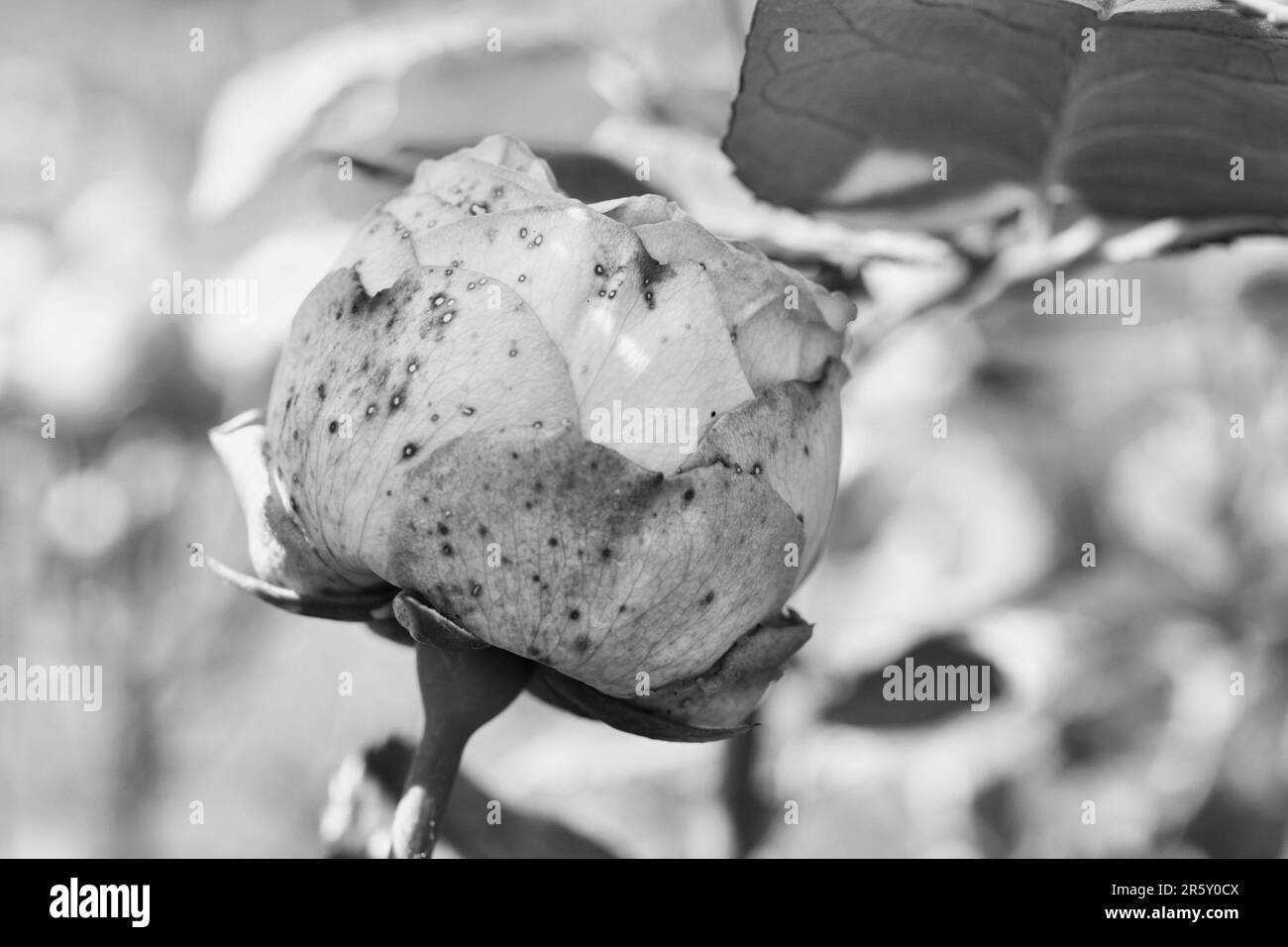 Detail mit wunderschönen romantischen Rosenknospen im Garten, Stockfoto