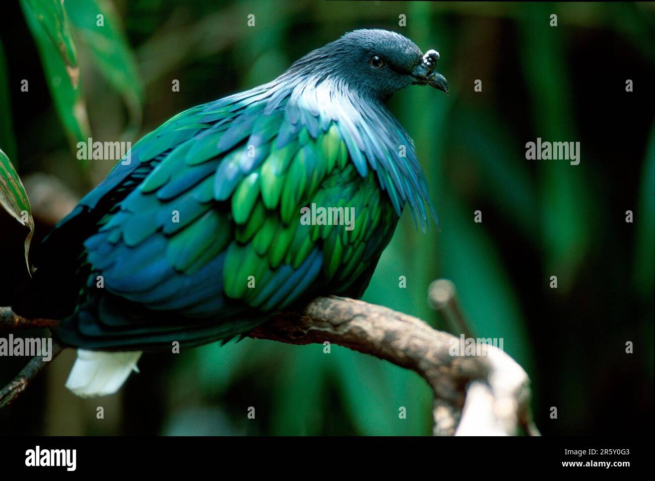 Nicobar-Taube (Caloenas nicobarica) (Columba nicobarica) Stockfoto