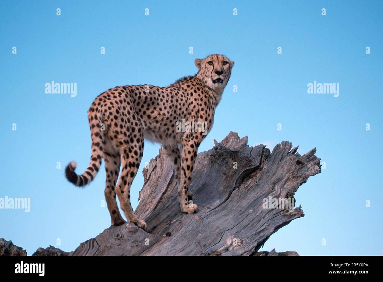 Gepard (Acinonyx Jubatus), Südafrika Stockfoto