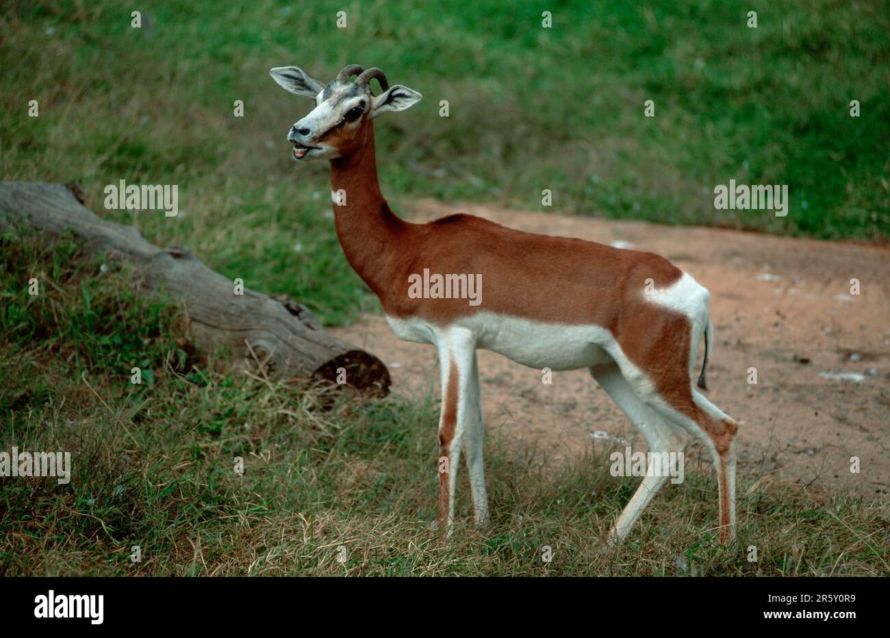 Mhorr Gazelle, männlich (Gazella dama mhorr), Seite Stockfoto