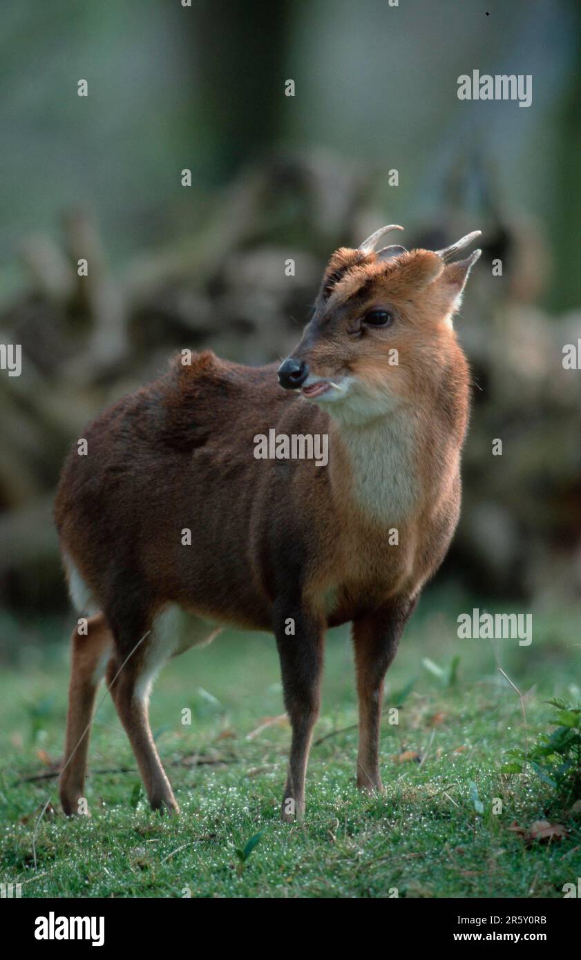 Chinesischer Muntjak, männlich (Muntiacus muntjak reevesi) Stockfoto