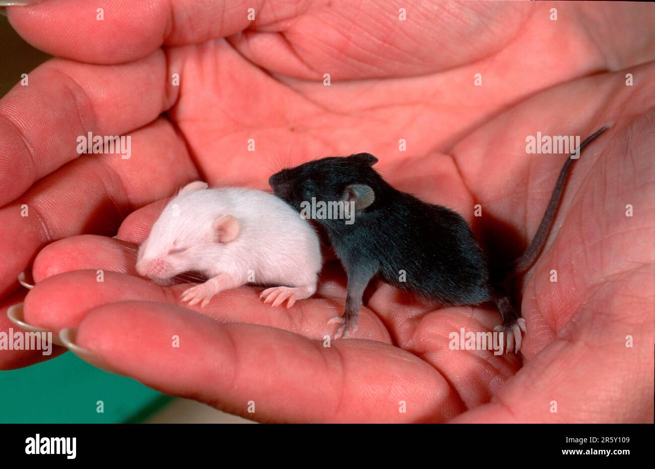 Junge Hausmäuse (Mus musculus) in der Hand, Hausmäuse, Jungtiere in der Hand, Deutschland Stockfoto