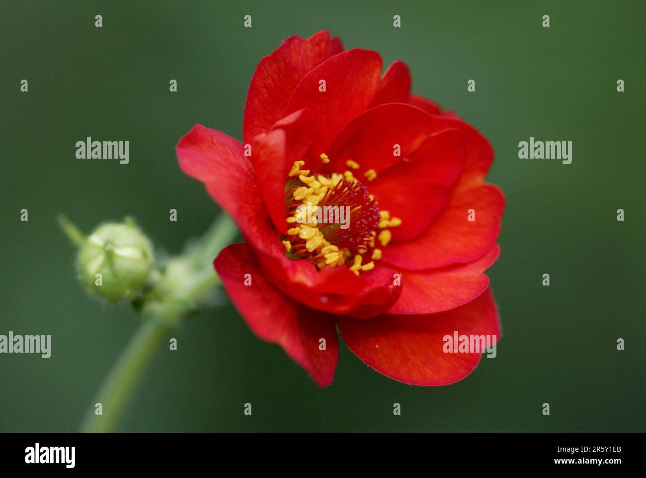 Affen (Geum coccineum) Stockfoto