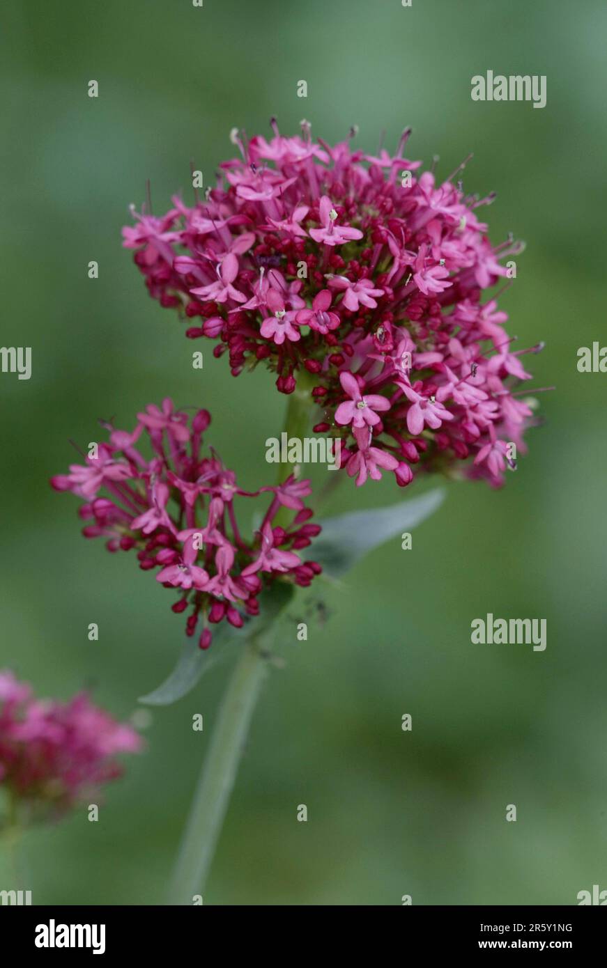 Roter Baldrian (Centranthus ruber) (Centranthus angustifolia) (Centranthus rubra) Stockfoto