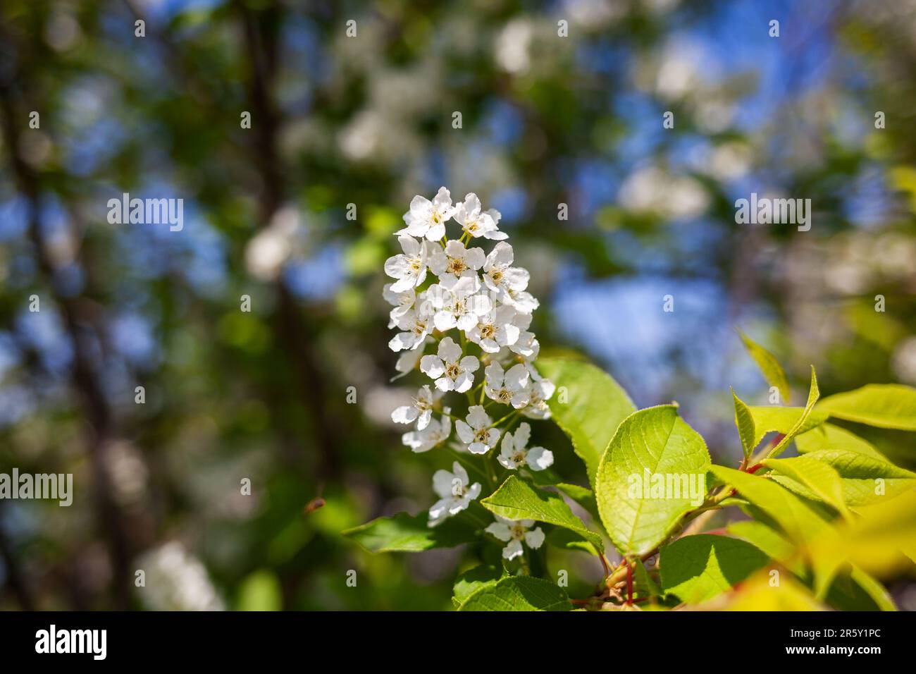 Die Blüten der Vogelkirschblüten. Vogelkirschblütenzweig auf abstraktem, verschwommenem Hintergrund. Elegant, zart und romantisch, Frühlingssaison. Stockfoto