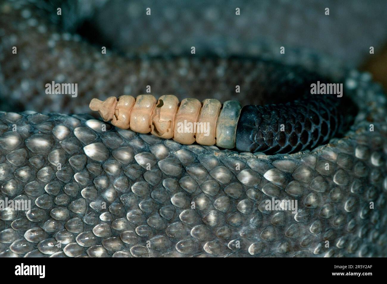 Urakische Klapperschlange, Schwanzspitze (Crotalus vegrandis) Stockfoto