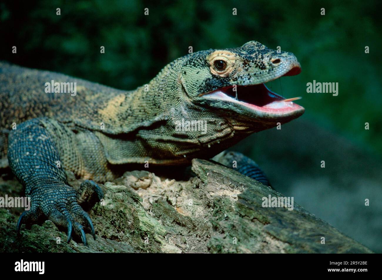 Komododrachen (Varanus komodensis) Stockfoto