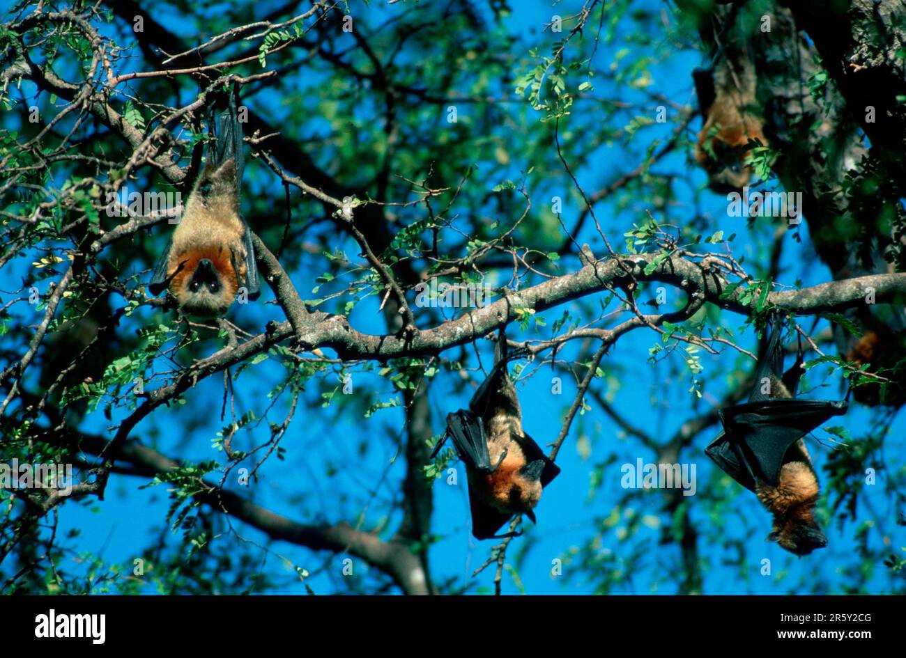 Madagakar Fruit Fledermäuse ruhend, madagaskar Flying Fox (Pteropus rufus) ruht in einem schlafenden Baum, Madagaskar Stockfoto