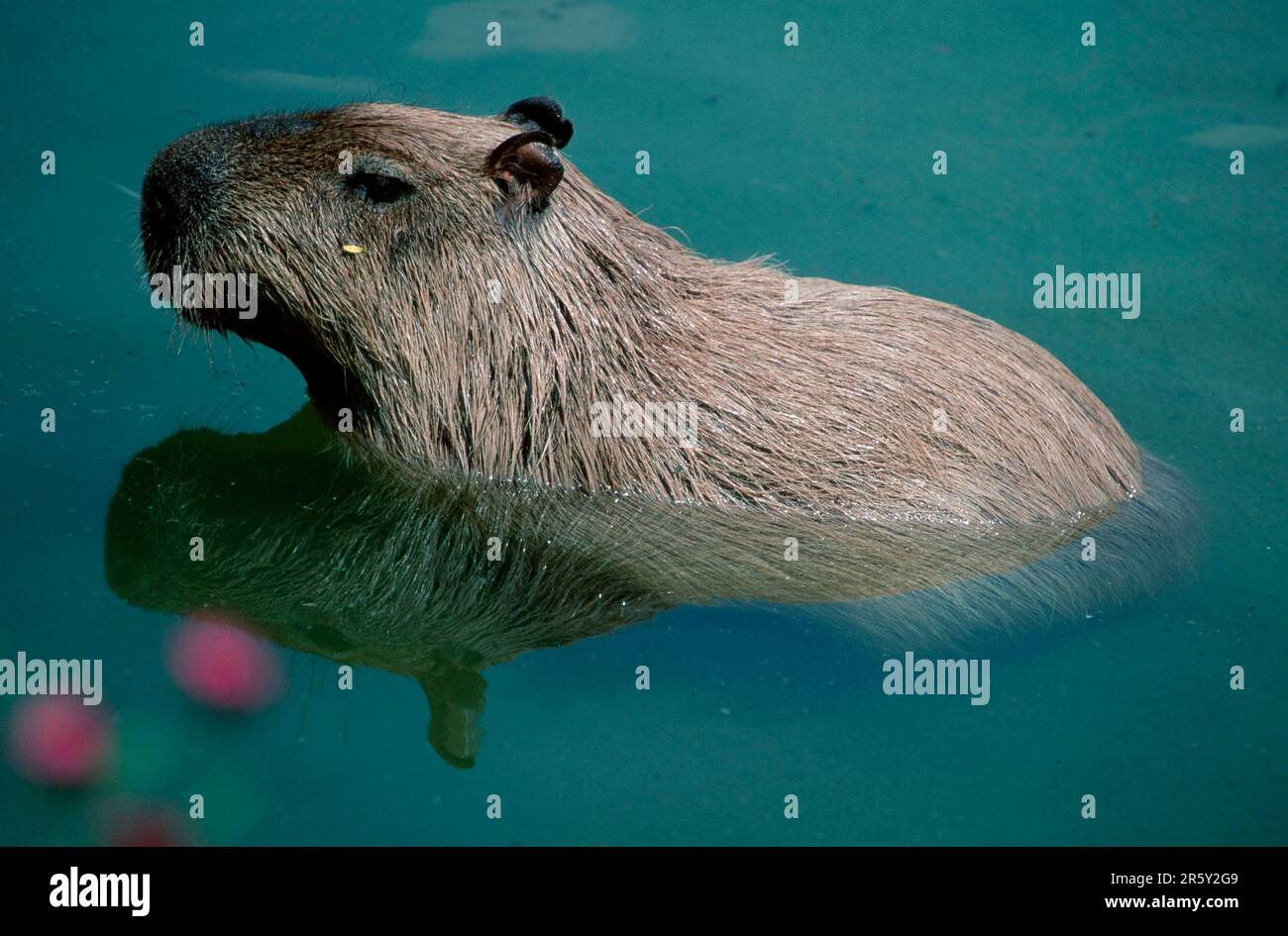 Capybara (Hydrochaeris hydrochaeris), seitlich Stockfoto