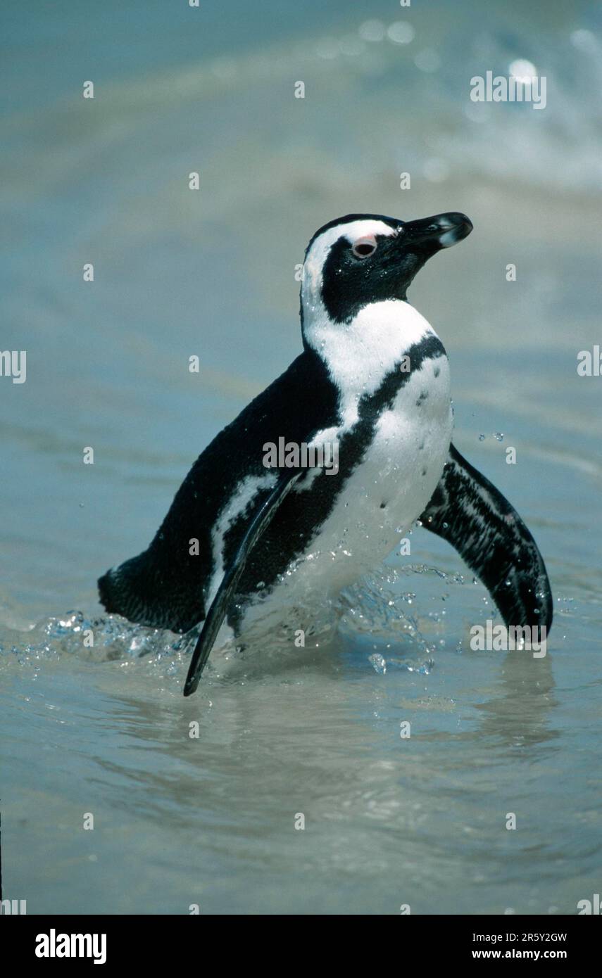 Afrikanischer Pinguin (Spheniscus demersus), Boulders Beach, Südafrika Stockfoto