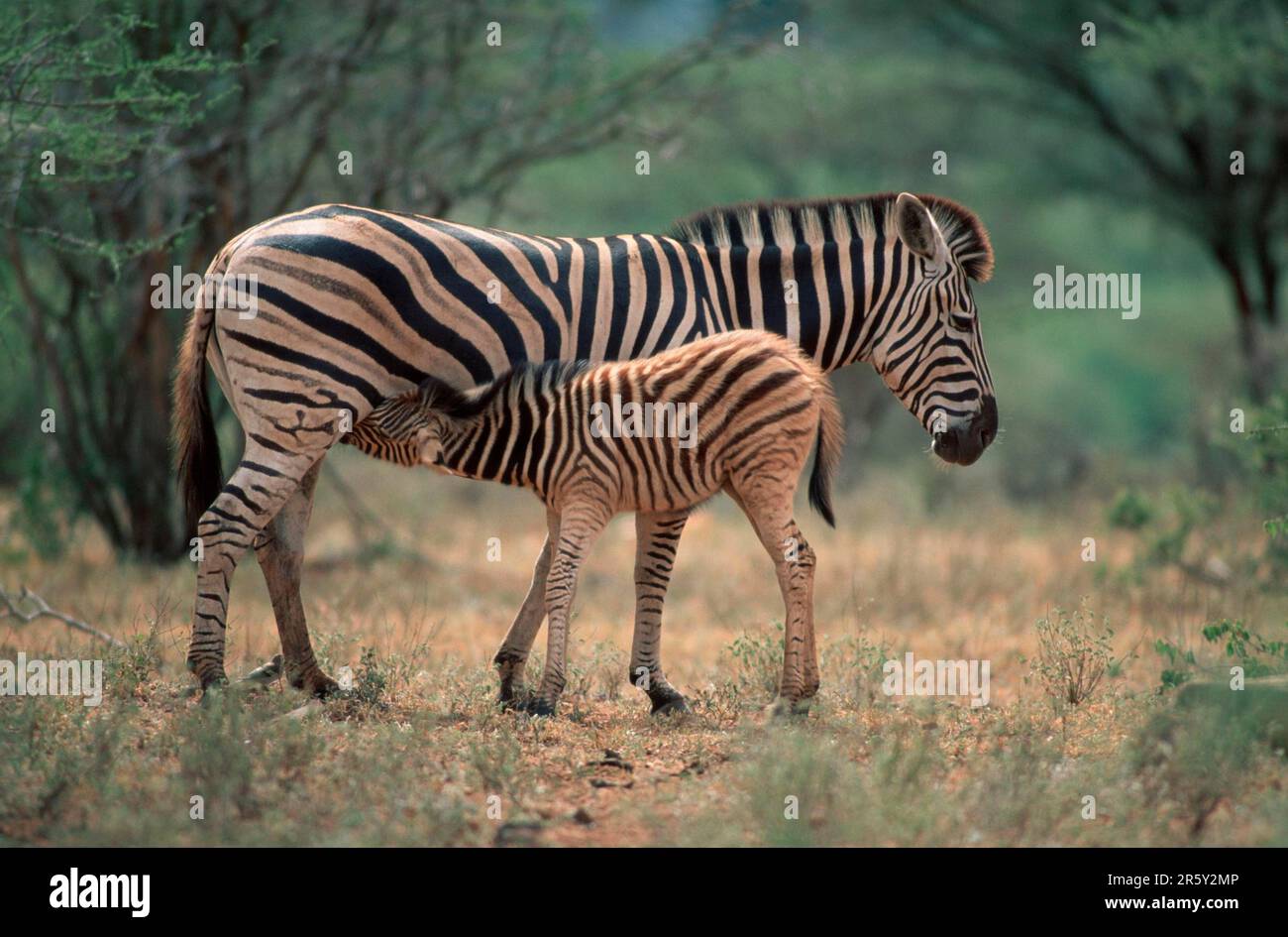 Chapman's Zebras, Stute Nursing Foal, Kruger Nationalpark, Südafrika (Equus Quagga Antiquorum), Side Stockfoto