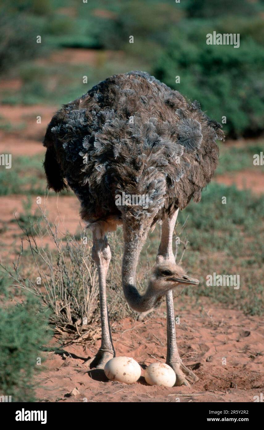 südafrikanischer Strauß (Struthio camelus australis), weiblich im Nest mit Eiern, Südafrika Stockfoto