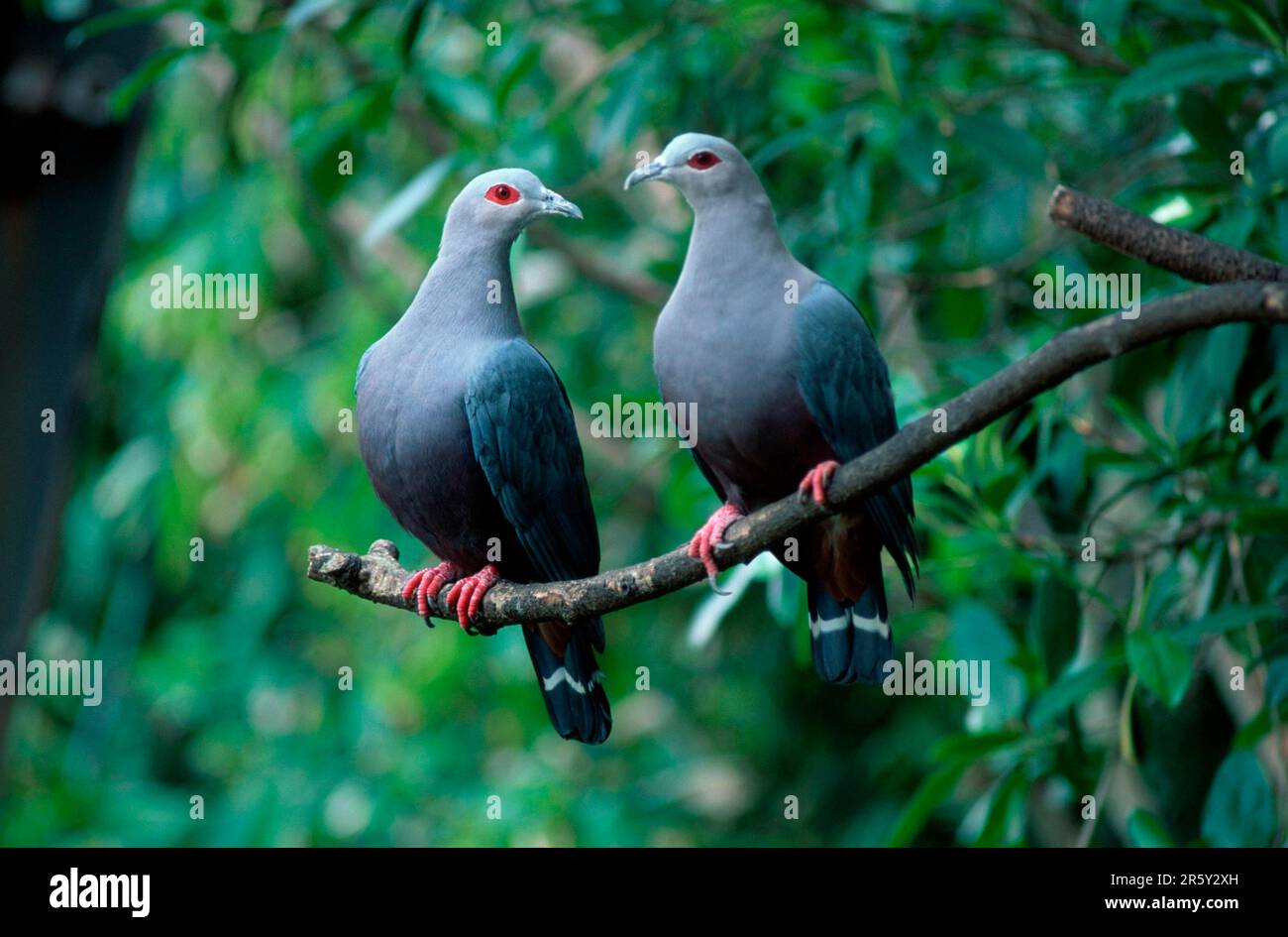 Pinon Imperial Pigeons, pinons Imperialtaube (Ducula pinon), Rotäugige Fruchttauben, Rotäugige Fruchttaube Stockfoto