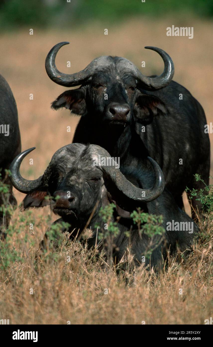 Afrikanische Büffel (Syncerus caffer), Nakuru-Nationalpark, Kenia, Kaffernbueffel, Nakuru-Nationalpark, Kenia, Kaffernbueffel Bueffel, Bueffel Stockfoto