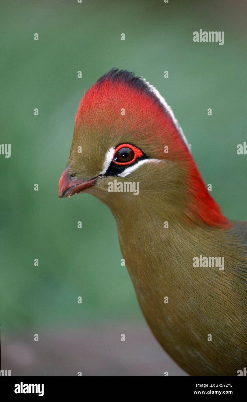 Fischerturako (Tauraco fischeri), Südafrika, Fischturako, Profil, seitlich, Seite Stockfoto