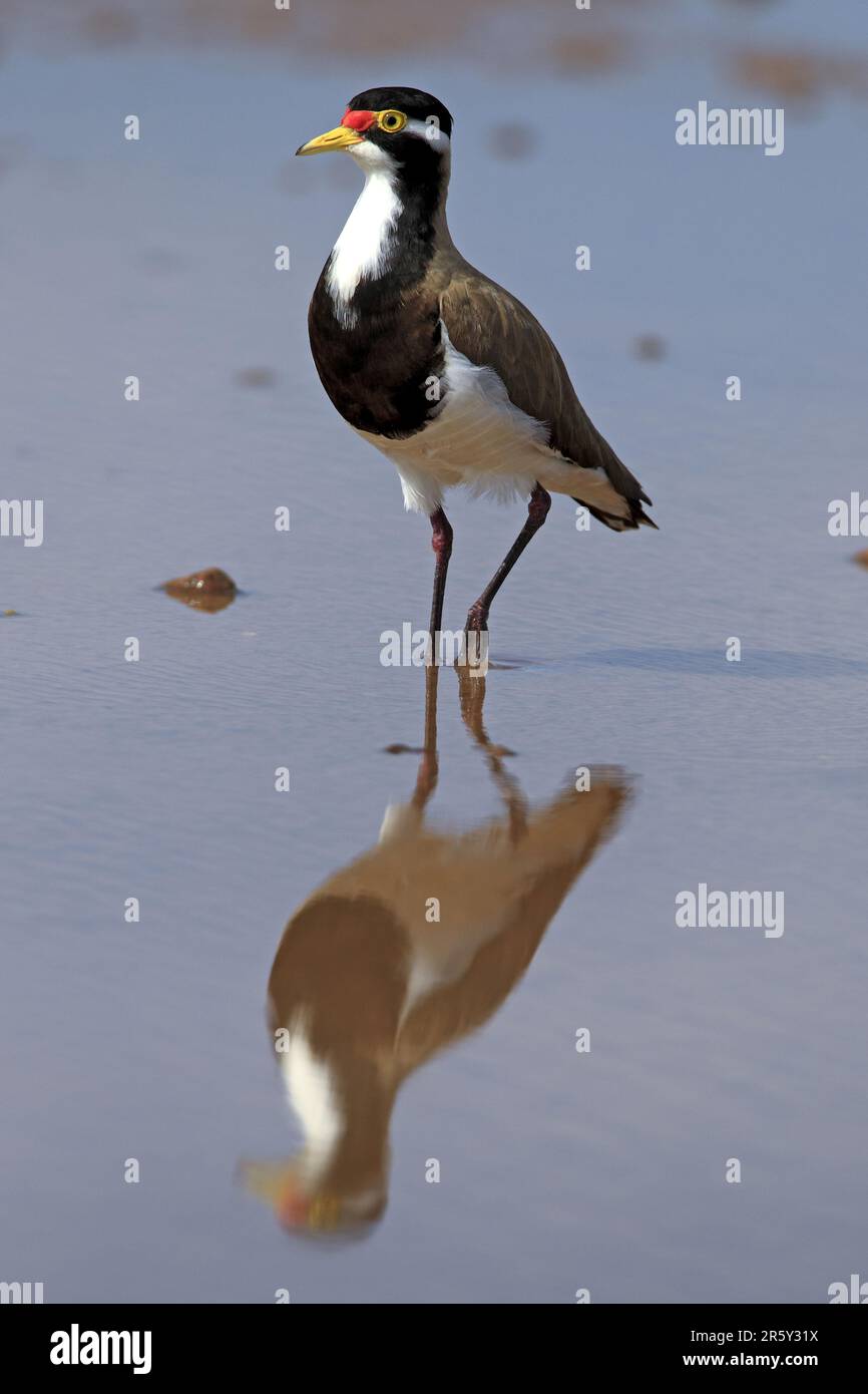 Banded Lapwing, Sturt Nationalpark, New South Wales, Australien (Vanellus Tricolor), Banded Plover Stockfoto