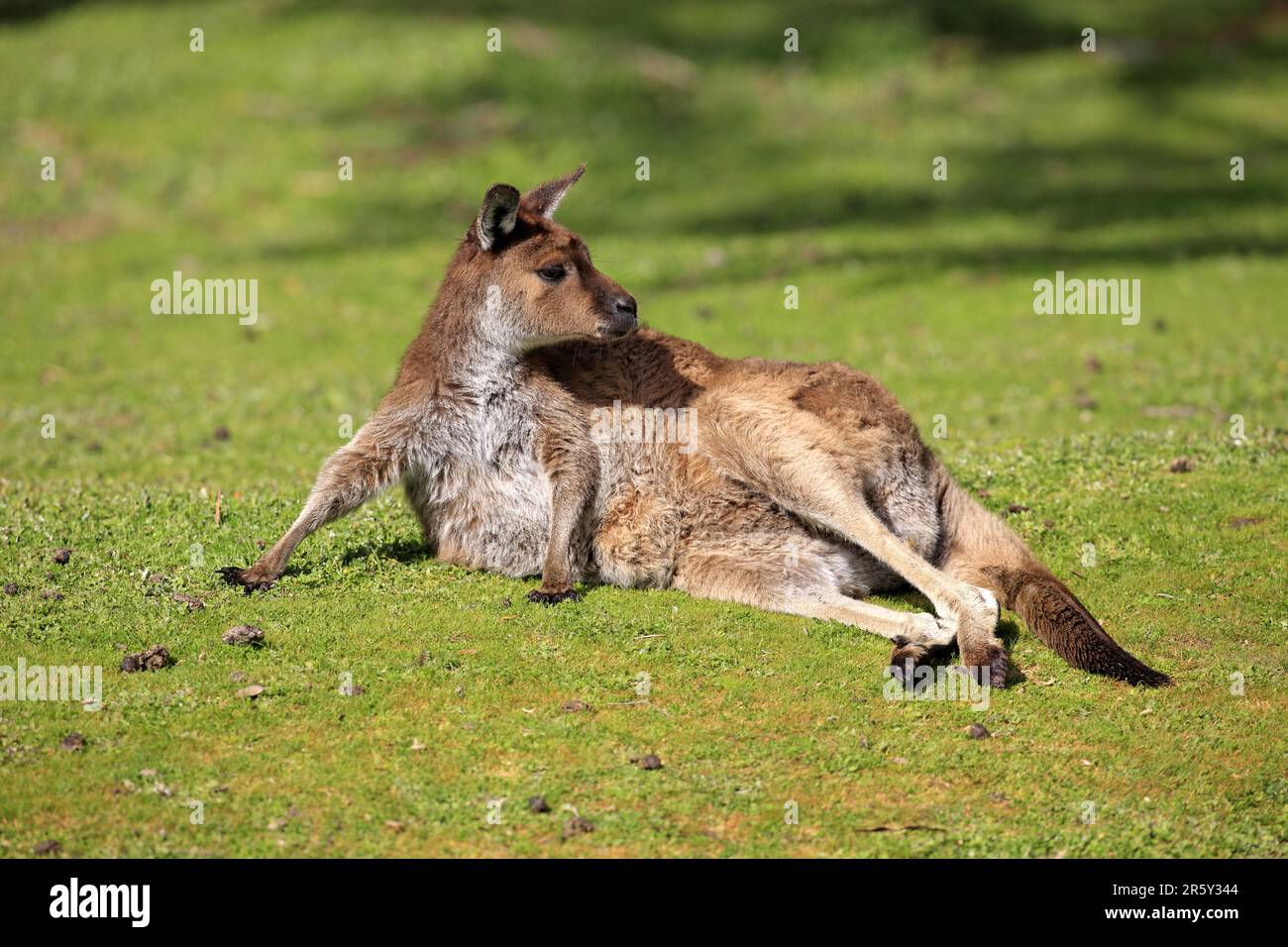 Westliches Graukänguru (Macropus fuliginosus), Kangaroo Island, Südaustralien, Kangaroo Island Känguru, Schwarzgesichter Känguru Stockfoto