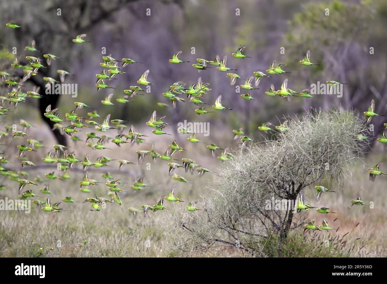 Wellensittiche (Melopsittacus undulatus), New South Wales, Australien Stockfoto