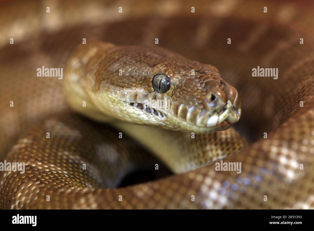 Central Carpet Python, Northern Territory, Australien (Morelia bredli) Stockfoto